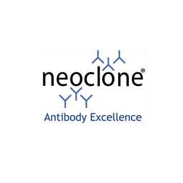 E. coli RNA Sigma 70 Antibody