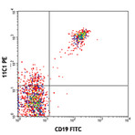 PE anti-human CD268 (BAFF-R, BAFFR)