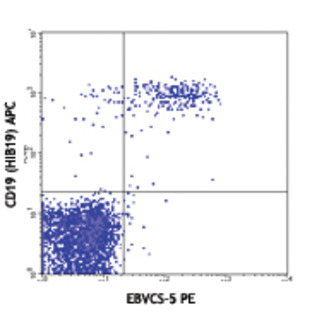 PE anti-human CD23