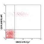 PE/Cy7 anti-human CD23