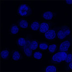 DAPI (4',6-Diamidino-2-Phenylindole, Dilactate)