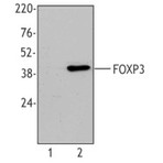 Purified anti-mouse FOXP3