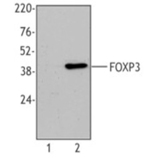 Purified anti-mouse FOXP3