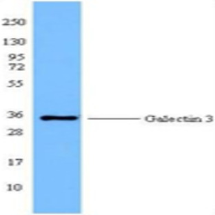 Purified anti-mouse/human Mac-2 (Galectin-3)