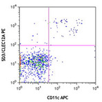 Purified anti-mouse CLEC12A