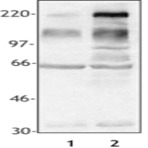 Purified anti-Phosphotyrosine