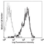 Purified anti-human 4-1BB Ligand (CD137L)