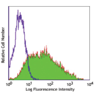 Purified anti-human SSEA-4