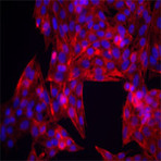 Purified anti-human CD44