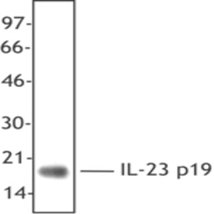 Purified anti-human IL-23 (p19)