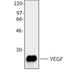 Purified anti-mouse VEGF-A