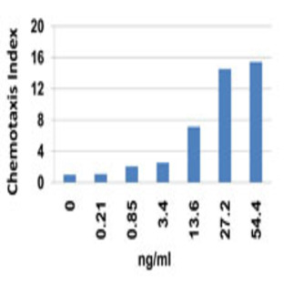 Recombinant Human CCL2 (MCP-1) (carrier free)