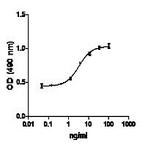 Recombinant human FGF-basic/145aa (carrier-free)