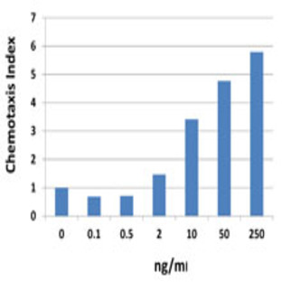 Recombinant Human CXCL10 (IP-10) (carrier-free)