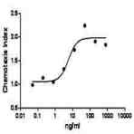 Recombinant Human CCL5 (RANTES) (carrier-free)