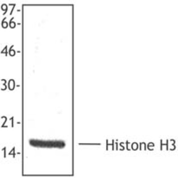 Purified anti-Histone H3