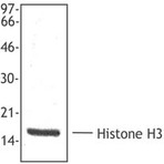 Purified anti-Histone H3