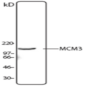 Purified anti-MCM3