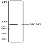 Purified anti-MCM3