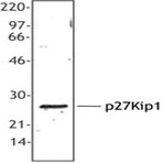 Purified anti-p27Kip1