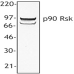 Purified anti-p90 Rsk