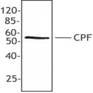 Purified anti-CPF