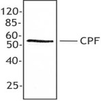 Purified anti-CPF