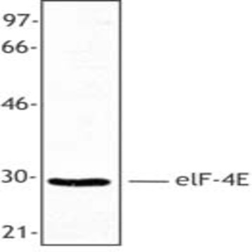 Purified anti-eIF4E