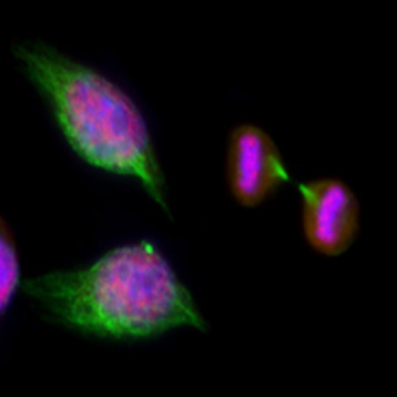 Purified anti-HDAC1