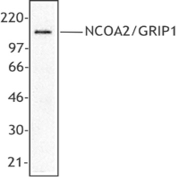 Purified anti-NCOA2/GRIP1