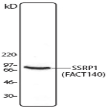 Purified anti-SSRP1