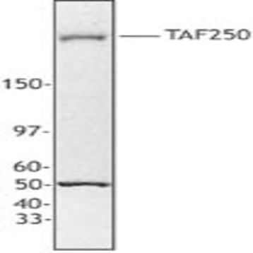 Purified anti-TAF250