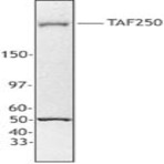 Purified anti-TAF250