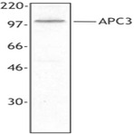 Purified anti-APC3