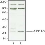 Purified anti-APC10