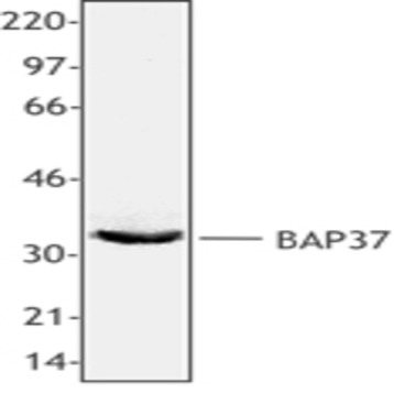 Purified anti-BAP37