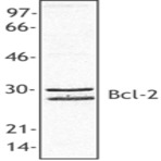 Purified anti-Bcl-2