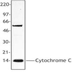 Purified anti-Cytochrome c