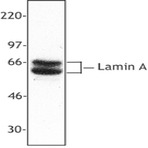 Purified anti-Lamin A