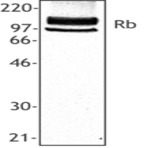 Purified anti-Rb