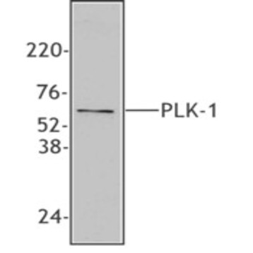 Purified anti-PLK-1