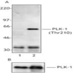 Purified anti-PLK-1 Phospho (Thr210)