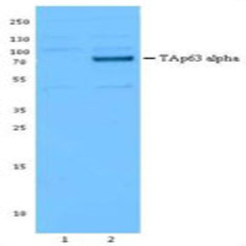 Purified anti-p63 (TA)