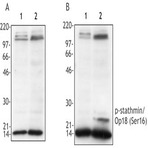 Purified anti-Stathmin/Op18 Phospho (Ser16)