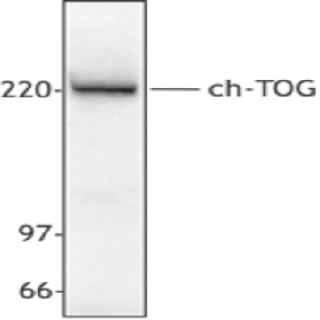 Purified anti-ch-TOG