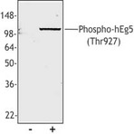 Purified anti-Eg5 Phospho (Thr927)