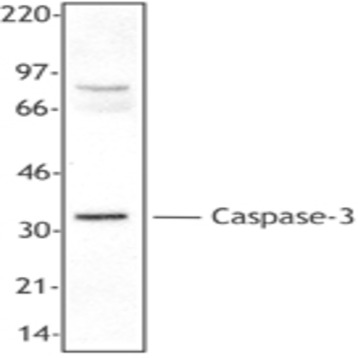 Purified anti-Caspase-3