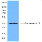 Biotin anti-Caspase-3