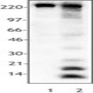 Purified anti-Acetylated Lysine