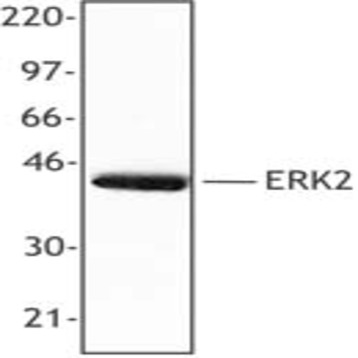 Purified anti-ERK2